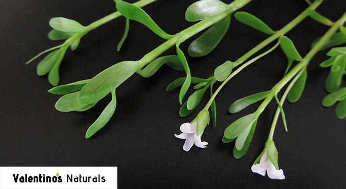 bacopa monnieri brahmi nootropic