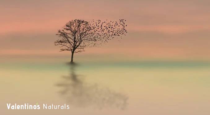 Birds flying off a tree during a sunset