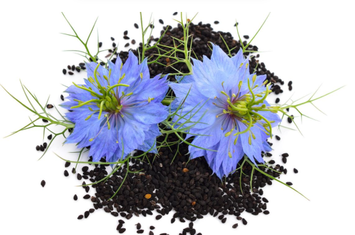 Black Seed Oil as the Best Nootropic
