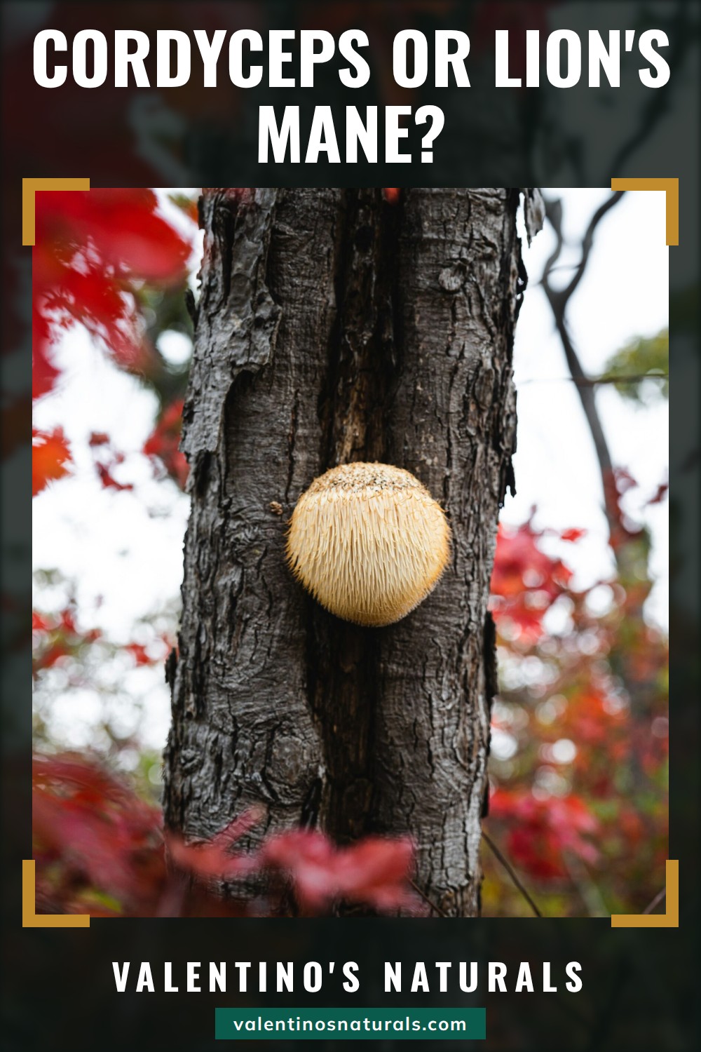 Cordyceps or Lion's Mane? over a photo of a lion's mane mushroom growing on a tree trunk