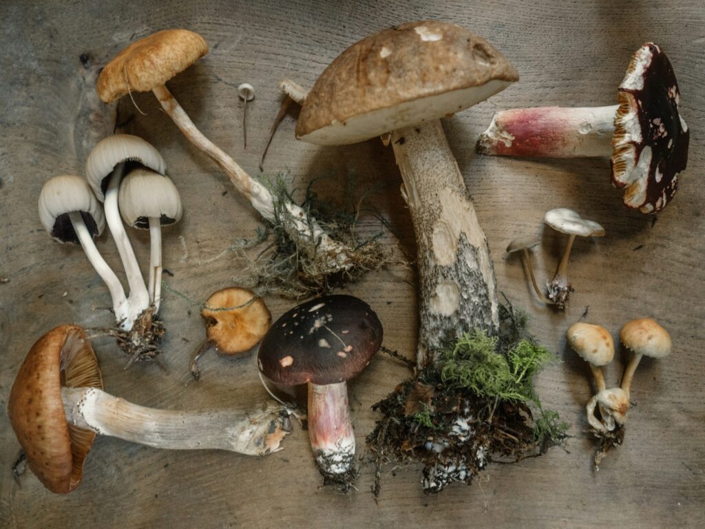 Several whole wild mushrooms laid out on a wooden board, some with soil, moss and threads still stuck to the base of the stems