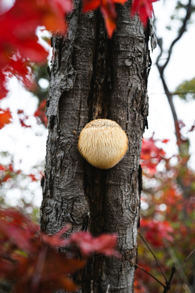 A white lion's mane mushroom with hanging spines growing on a dark tree trunk among red maple leaves